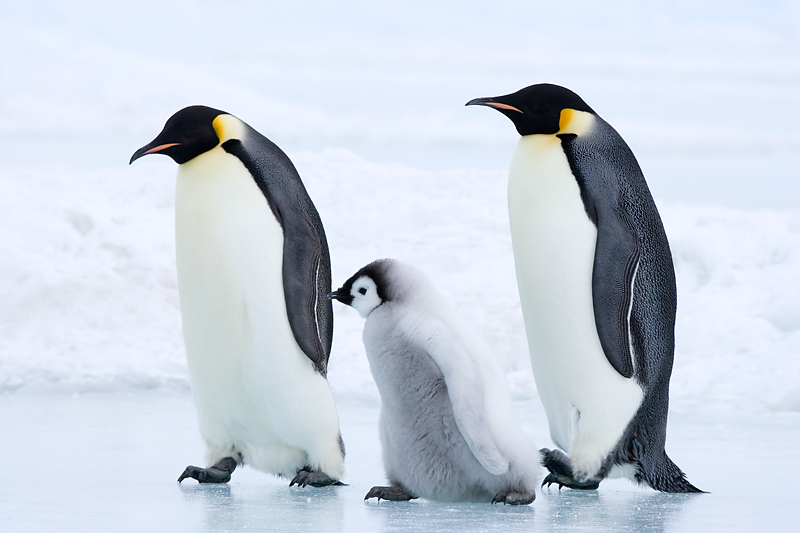 Familie Kaiserpinguin bei einem Spaziergang auf dem Eis