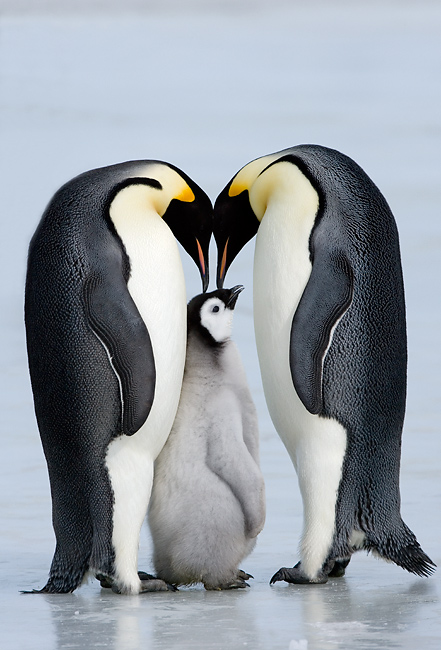 Familie Kaiserpinguin vereint