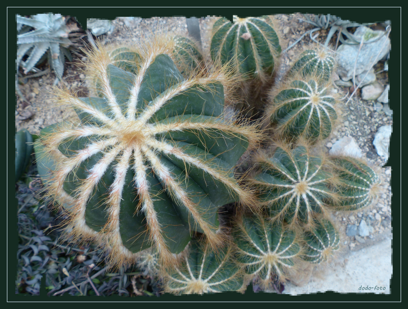 Familie Kaktus