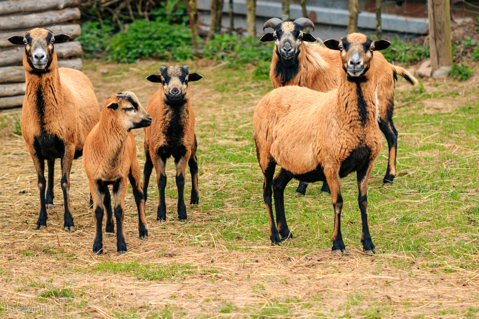 Familie Kamerunschaf (Haarschaf)