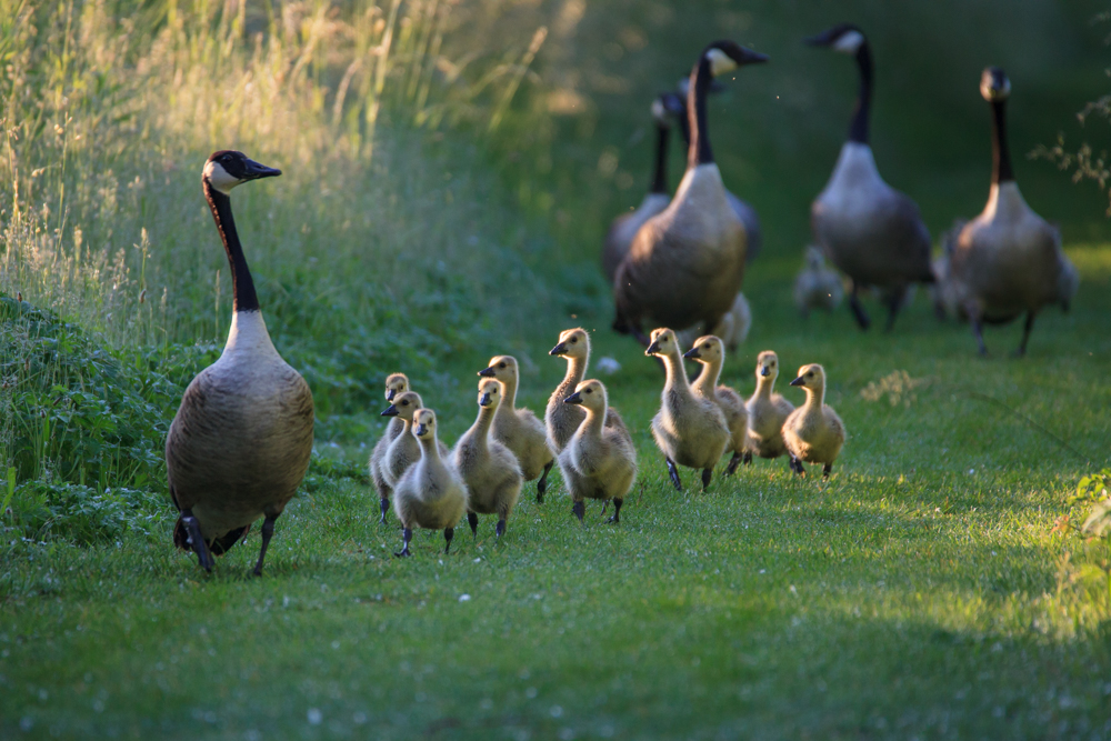 Familie Kanada beim Morgenspaziergang 