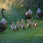 Familie Kanada beim Morgenspaziergang 