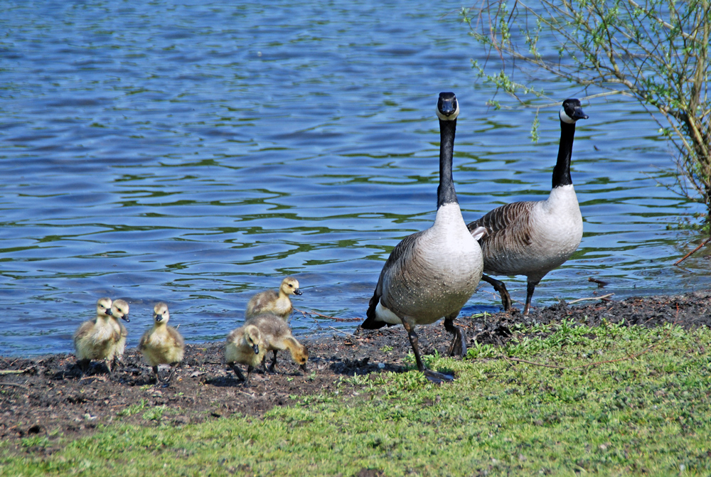 Familie Kanada