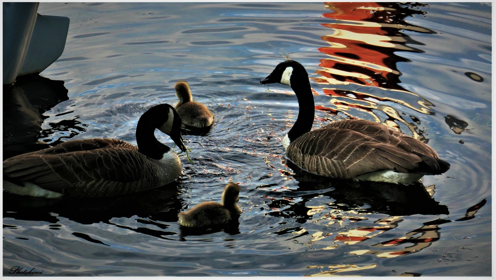 Familie Kanadagänse in der Sonne