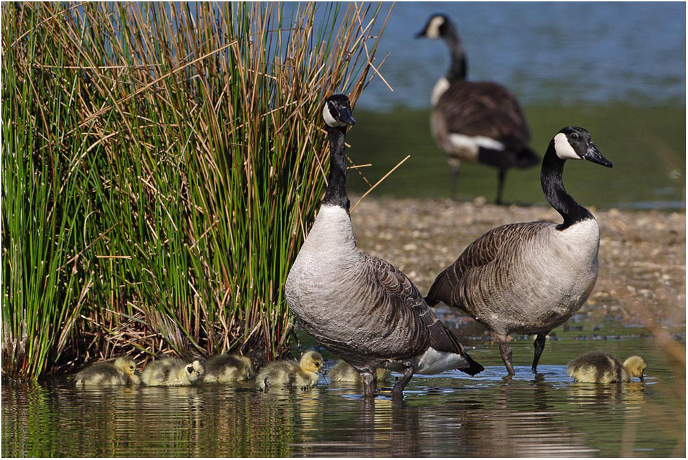 Familie Kanadagans