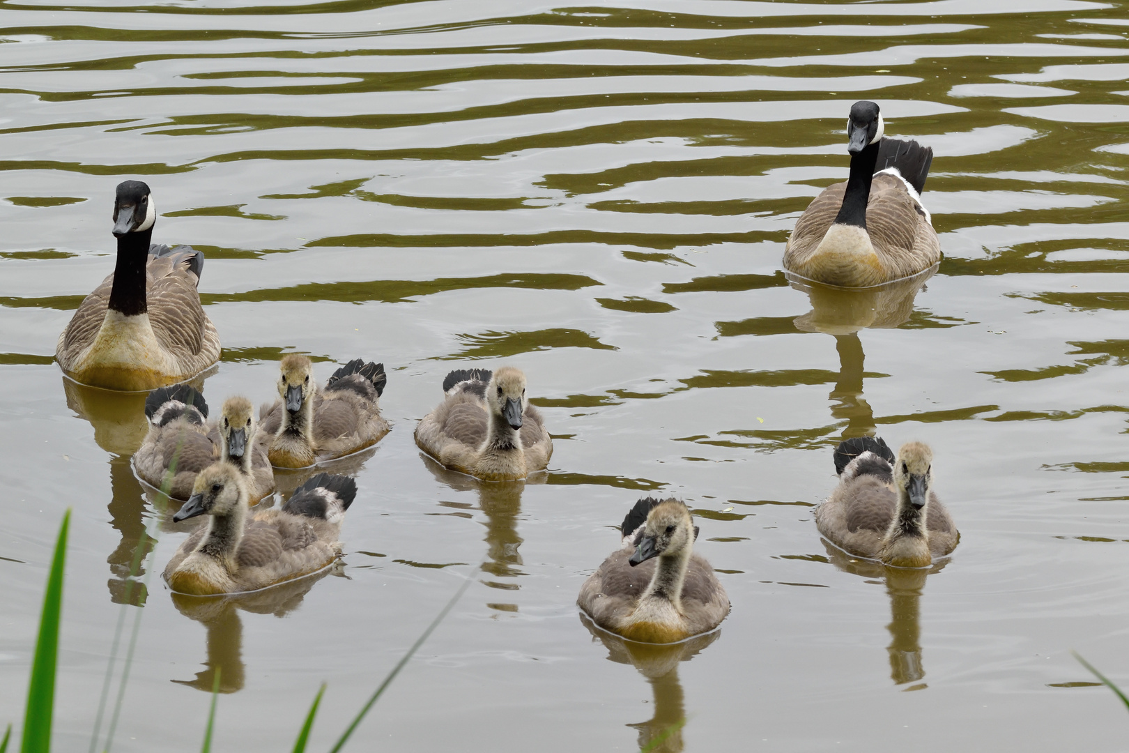 Familie Kanadagans