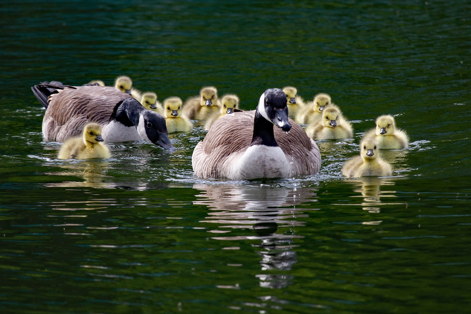 Familie Kanadagans