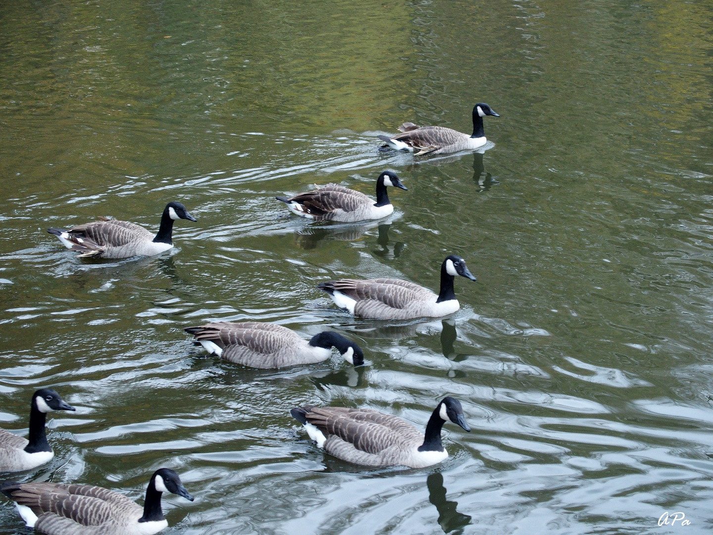 Familie Kanadagans