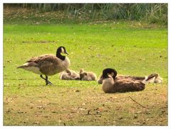 Familie Kanadagans