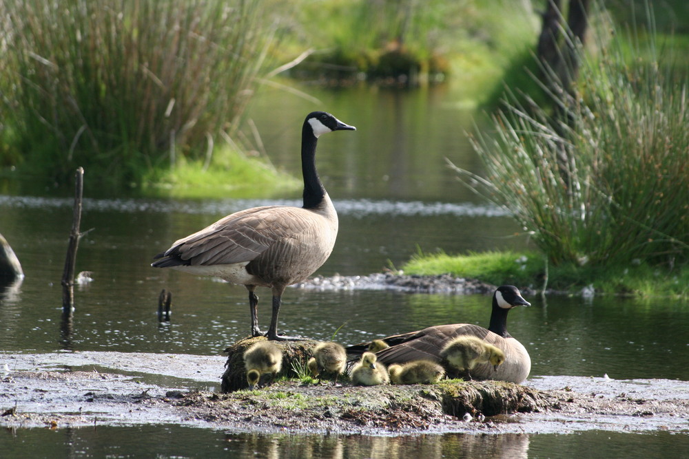 Familie Kanadagans