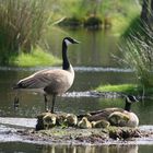 Familie Kanadagans