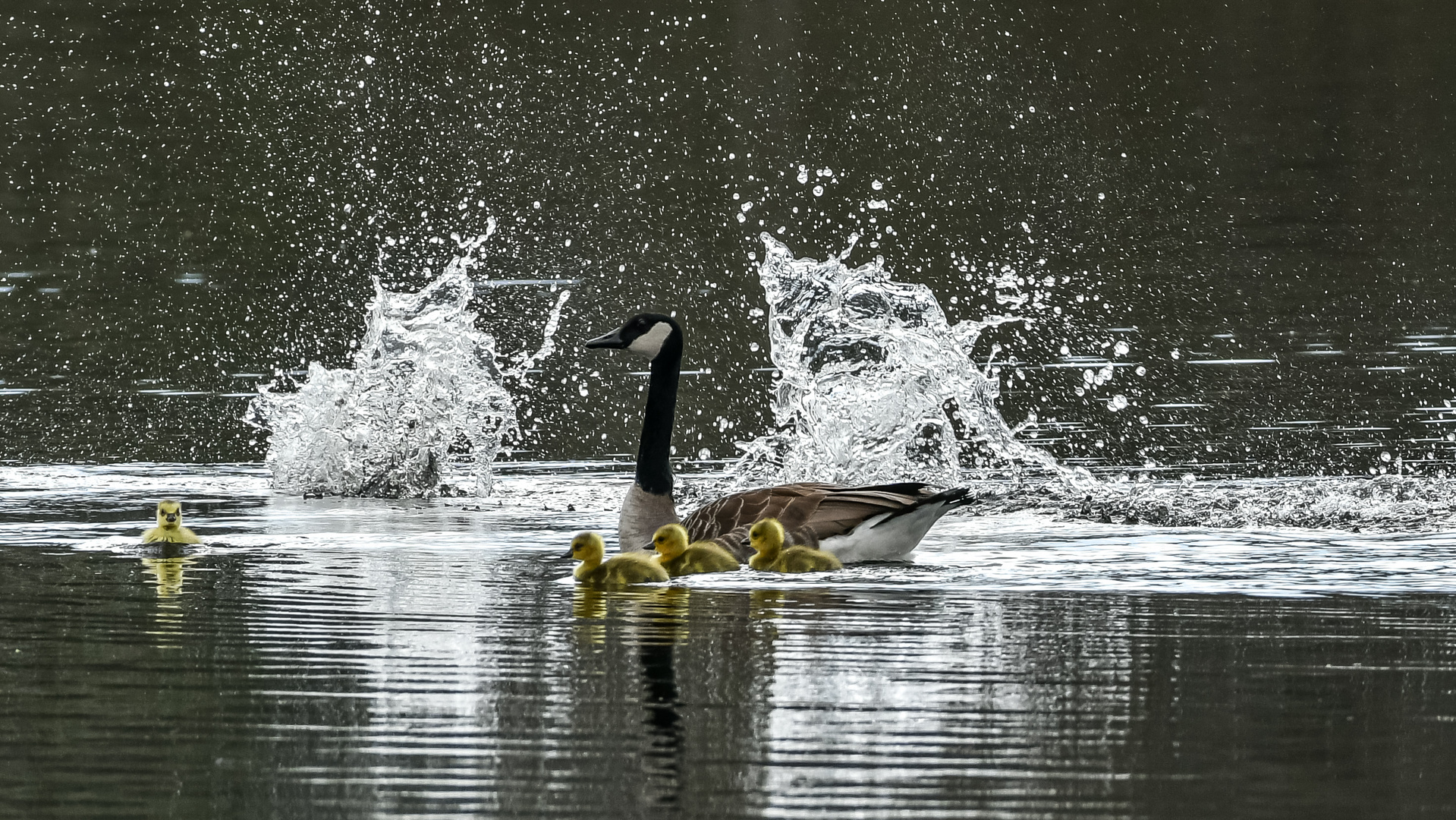 Familie Kanadagans 