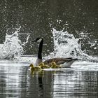 Familie Kanadagans 