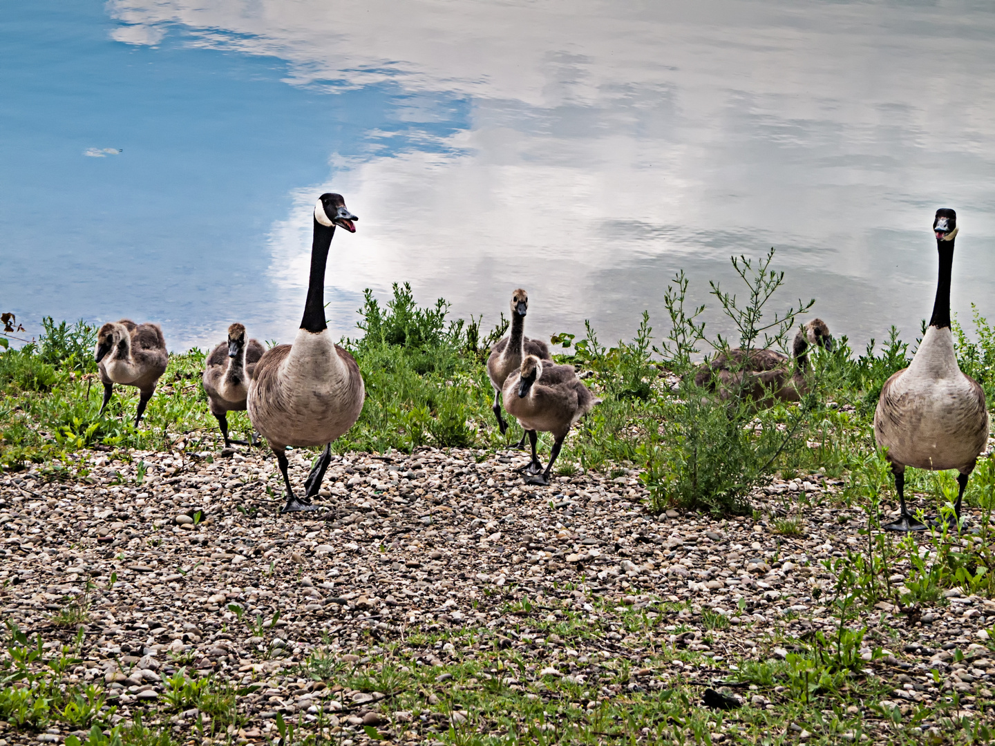 Familie Kanadagans beim Ufergang