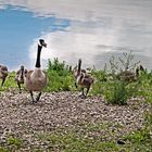 Familie Kanadagans beim Ufergang