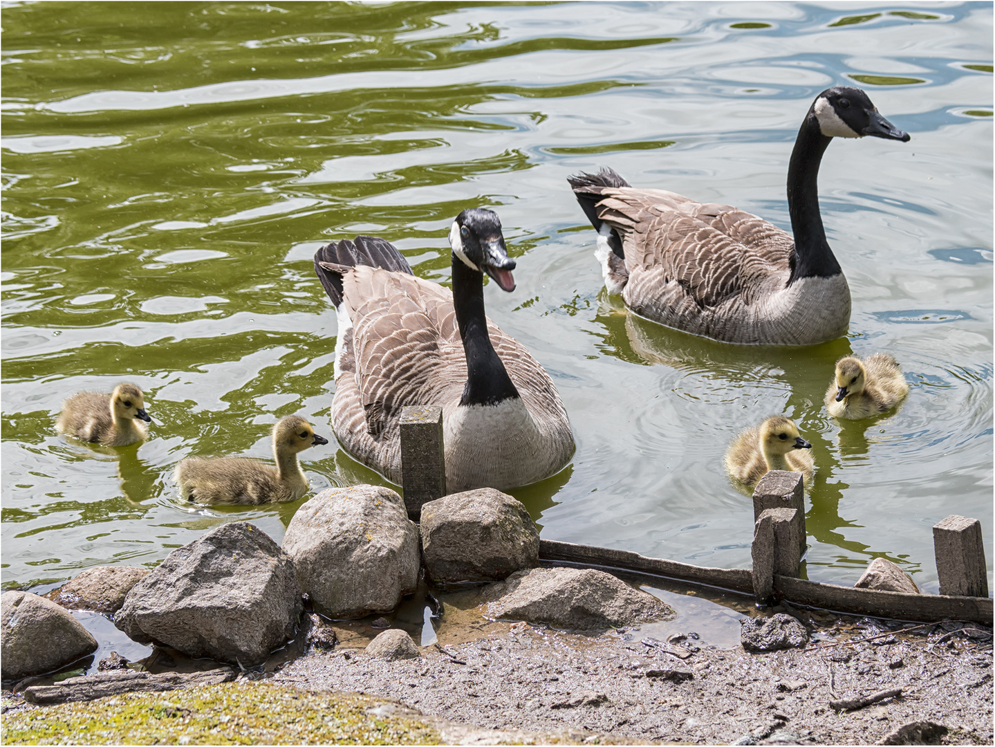 Familie Kanadagans