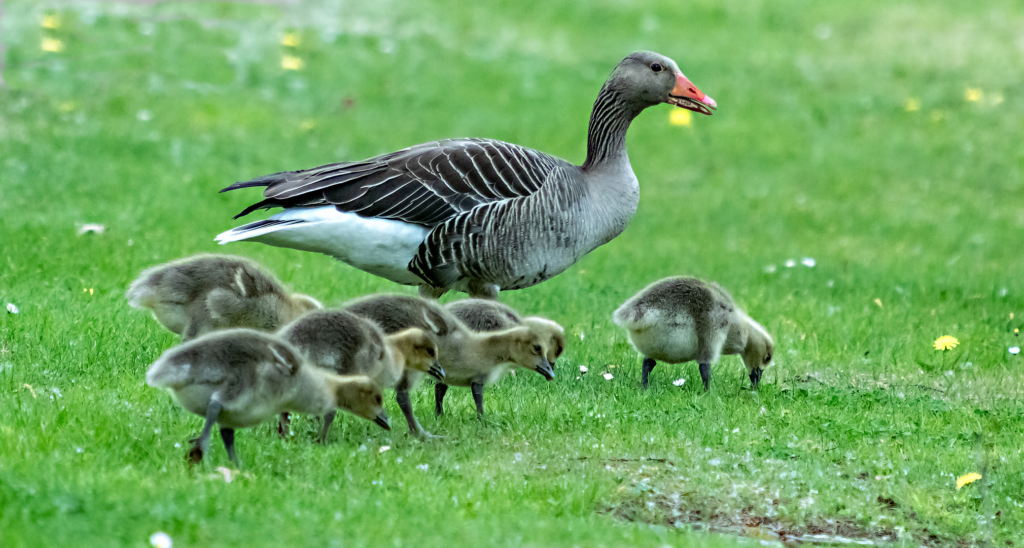 Familie Kanadagans