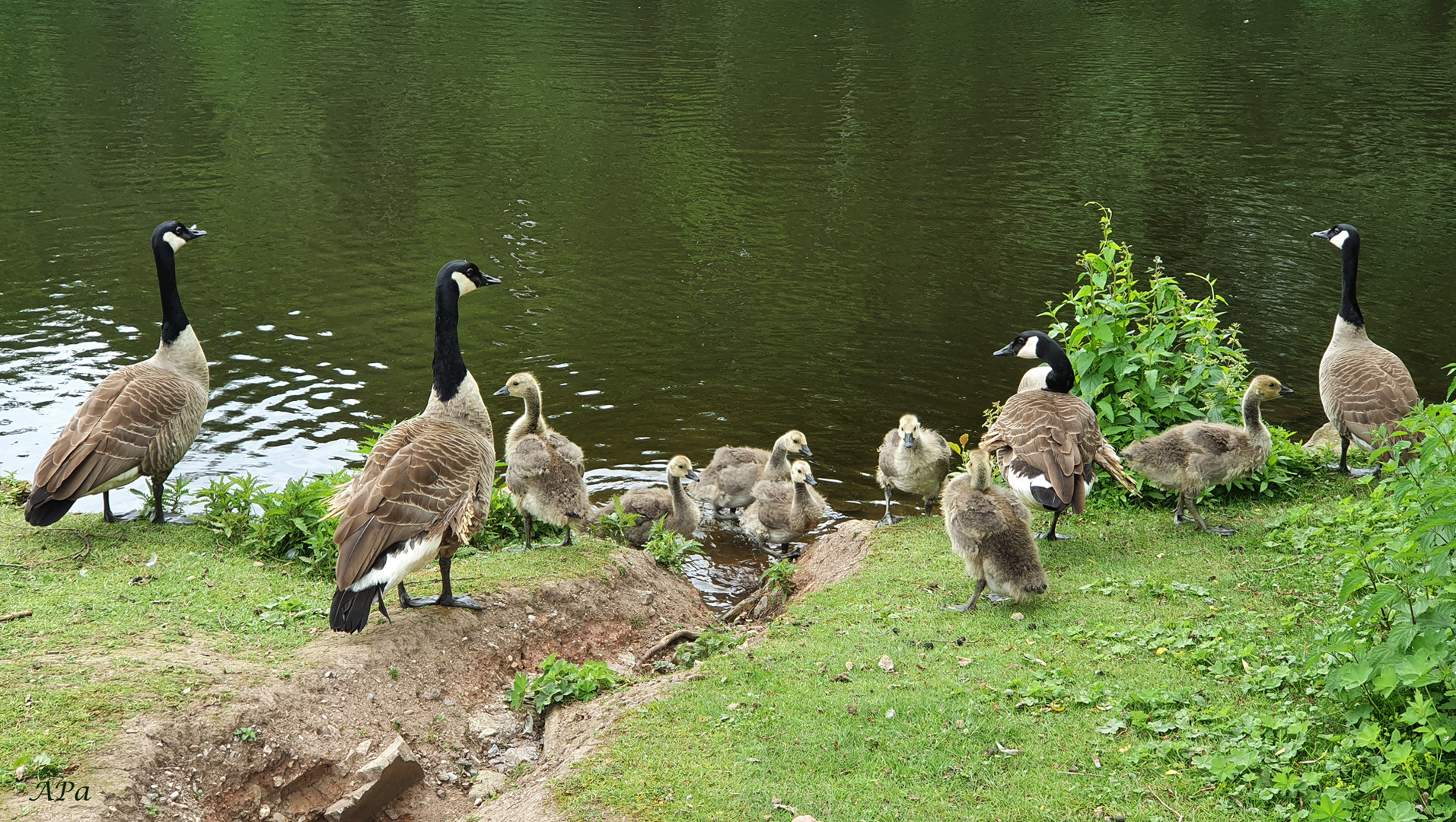 Familie Kanadagans stellt sich vor