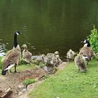 Familie Kanadagans stellt sich vor