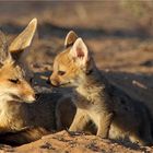 Familie Kapfuchs