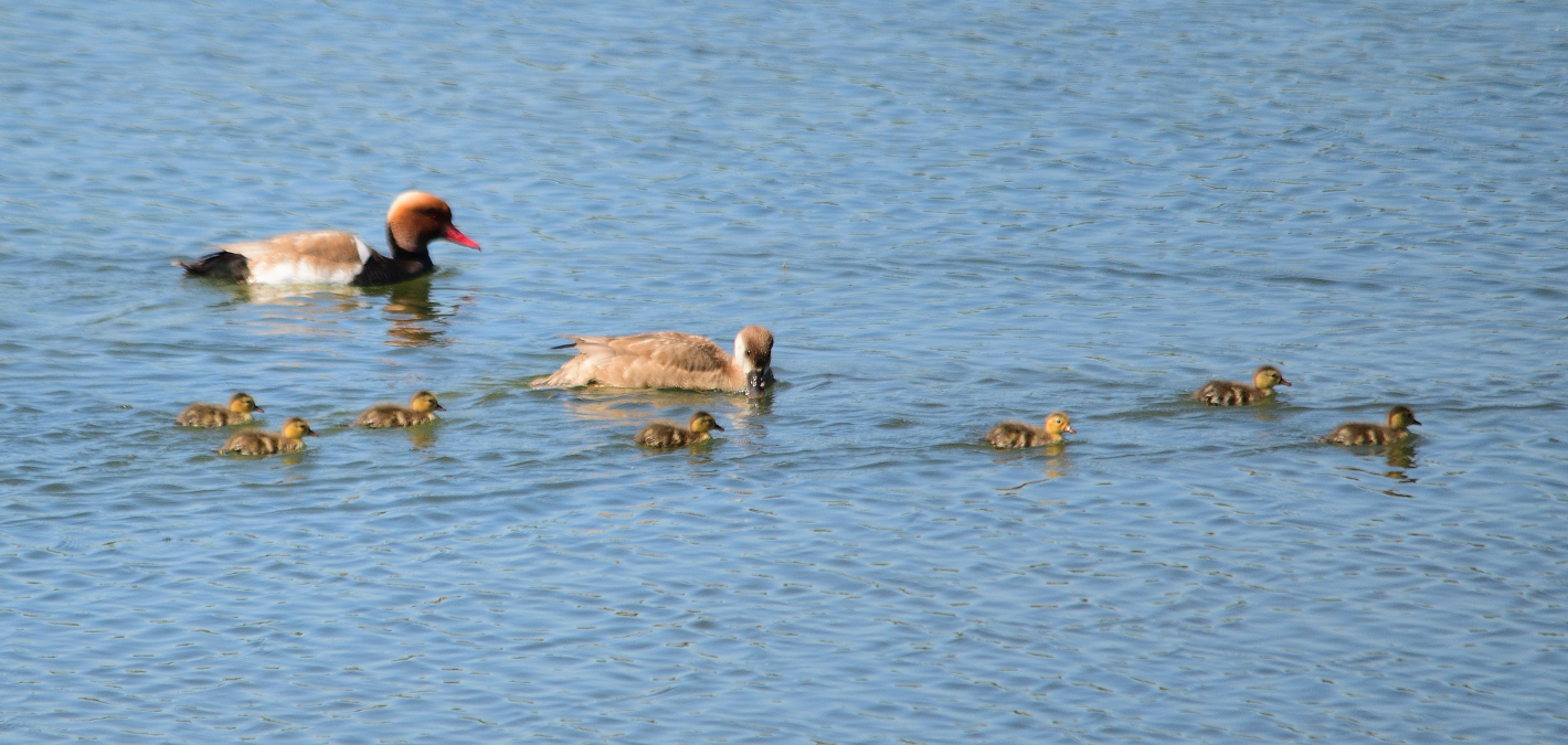 Familie Kolbenente (Netta rufina), family Red-crested pochard, familia Pato colorado