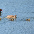 Familie Kolbenente (Netta rufina), family Red-crested pochard, familia Pato colorado