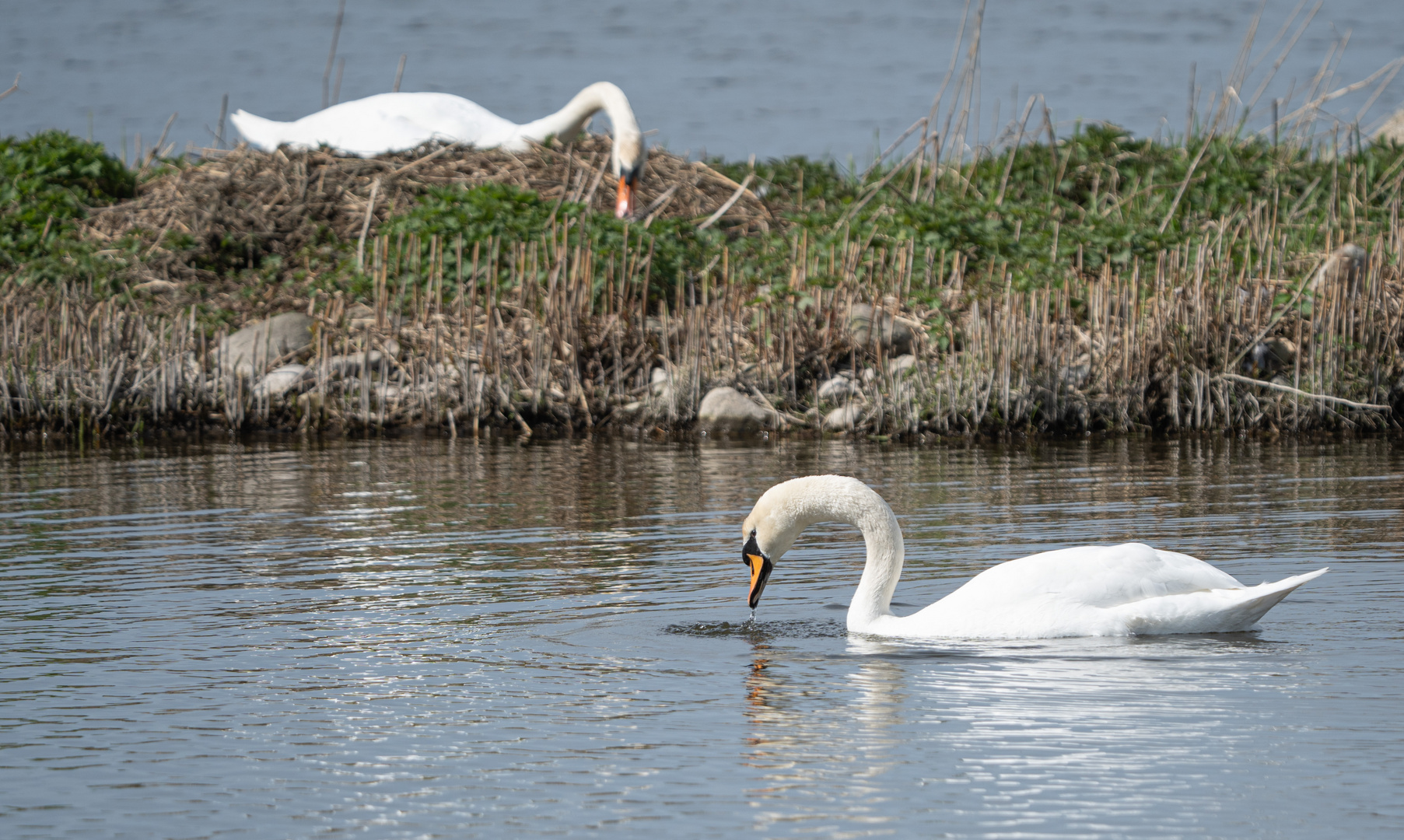 Familie komplett