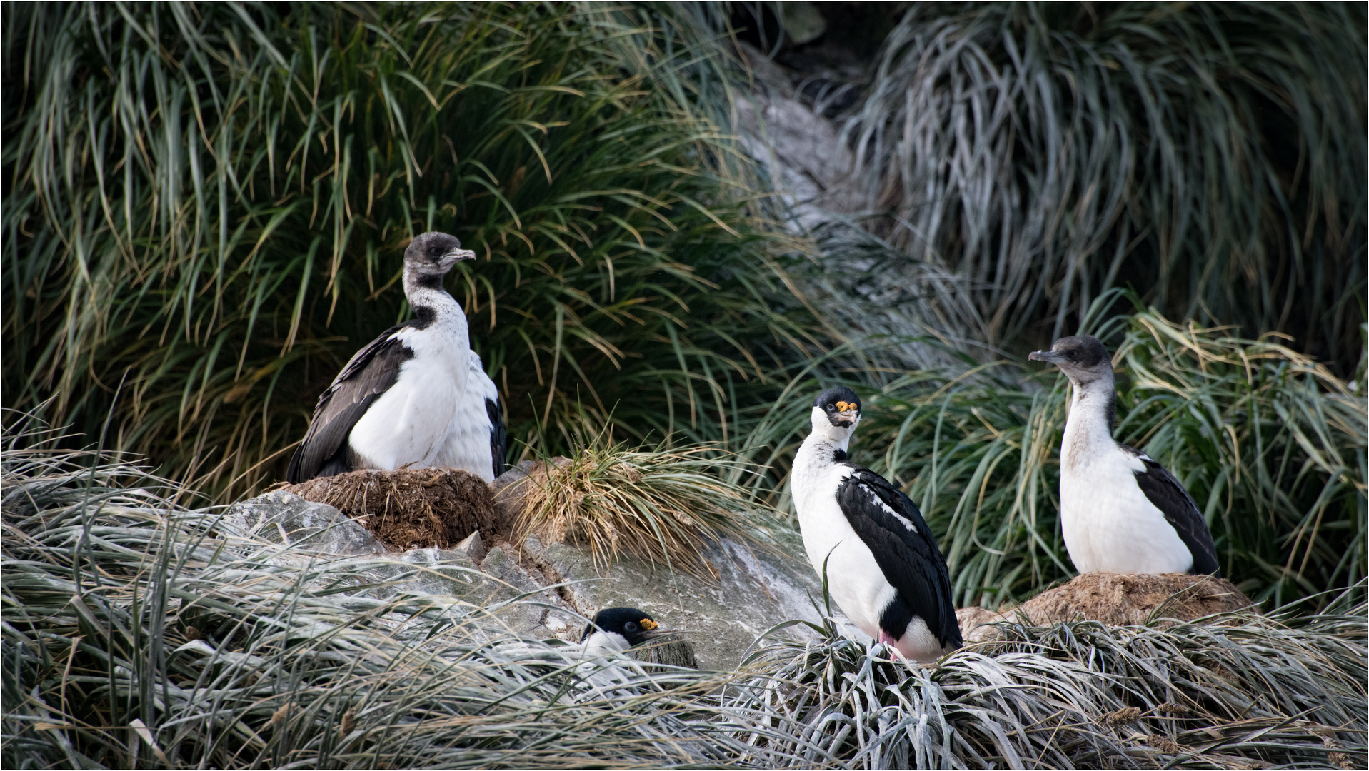 Familie Kormoran