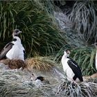 Familie Kormoran