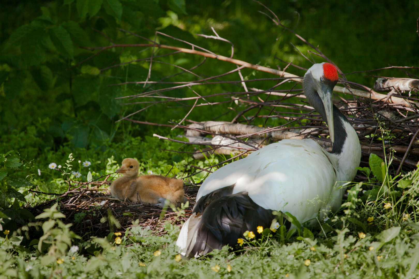 Familie Kranich