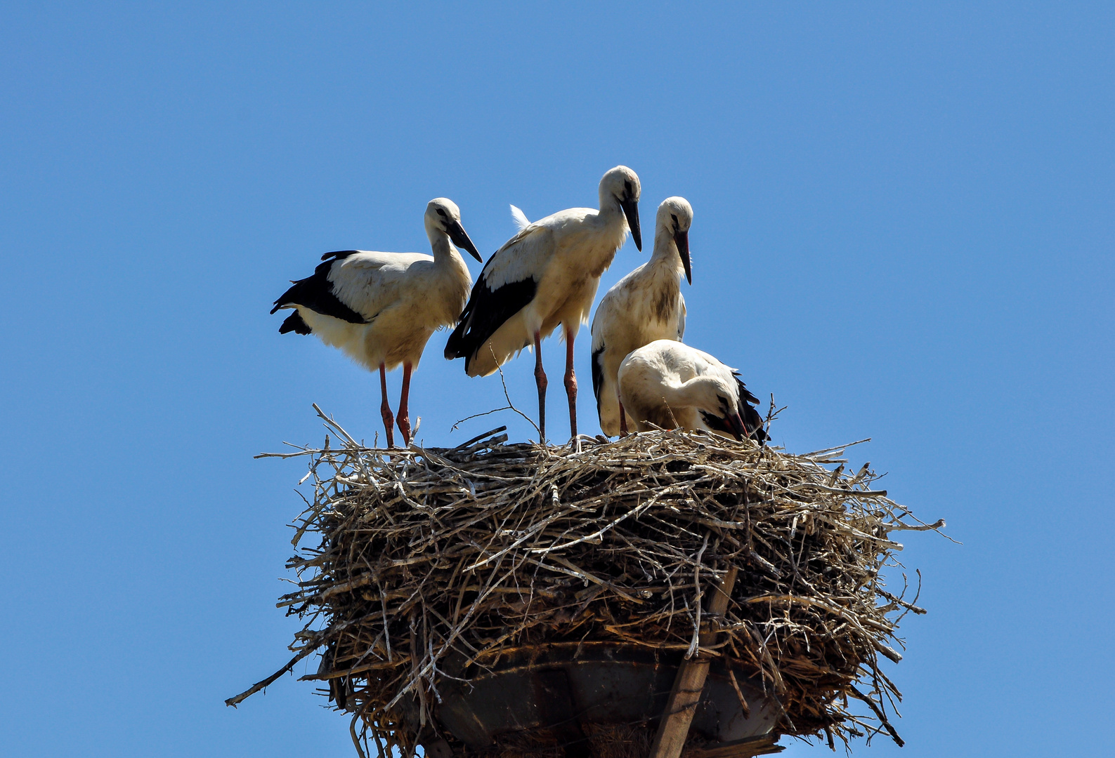 Familie Kranich