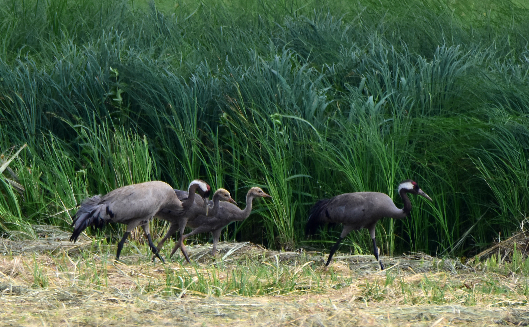 Familie Kranich