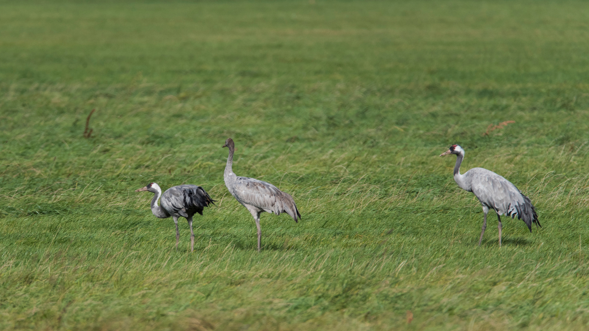 Familie Kranich