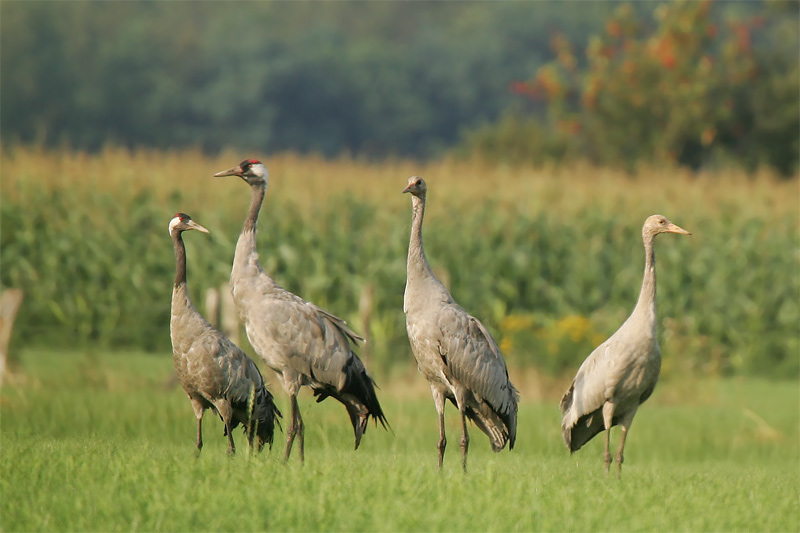 Familie Kranich