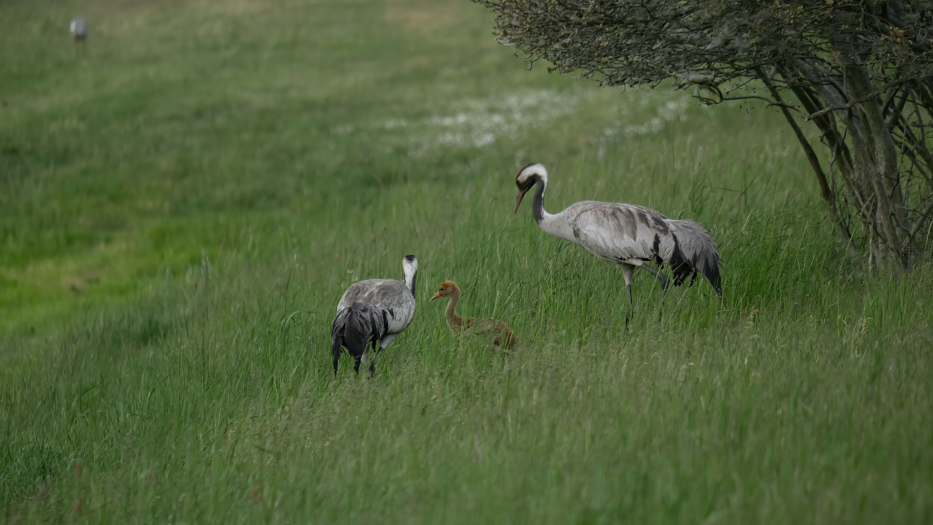 Familie Kranich