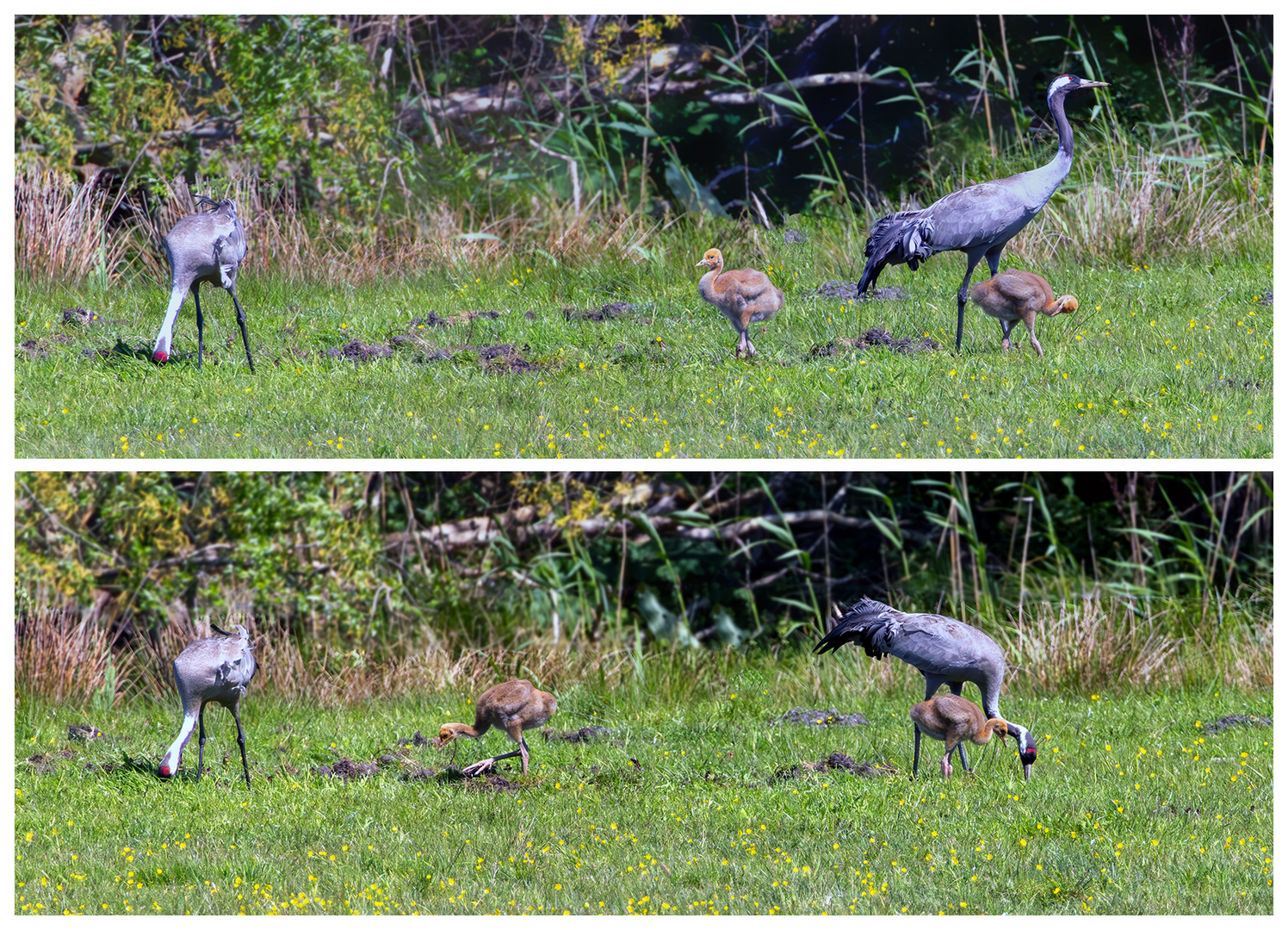 Familie Kranich ...