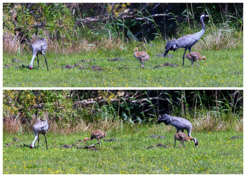 Familie Kranich ...