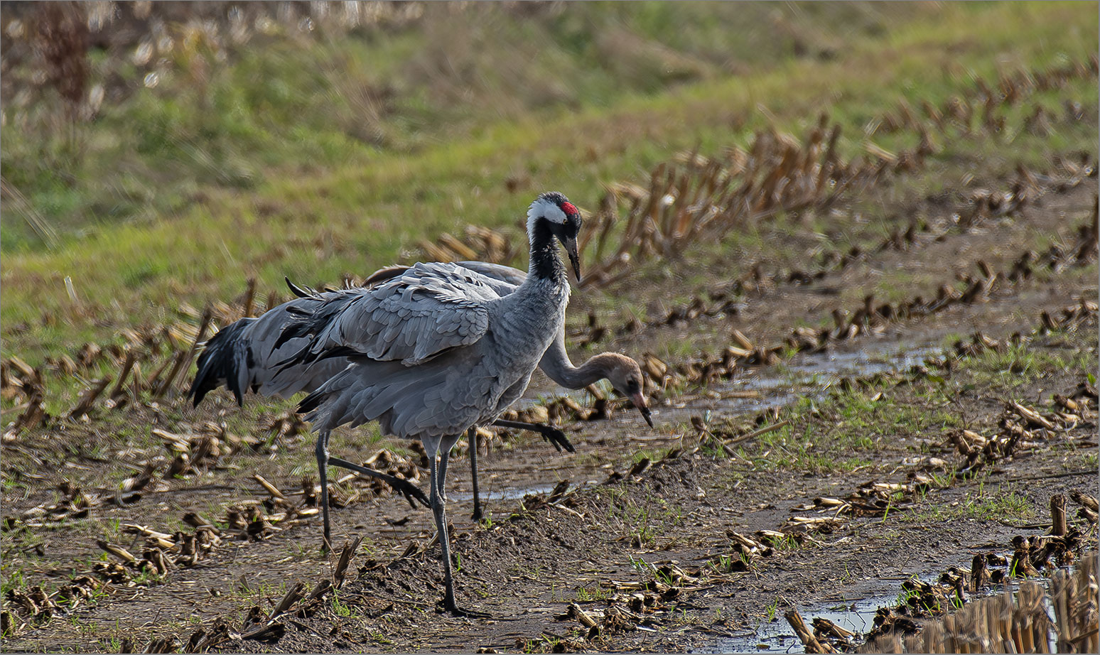 Familie Kranich auf Futtersuche   . . .