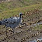 Familie Kranich auf Futtersuche   . . .