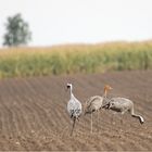 Familie Kranich beim Frühstück