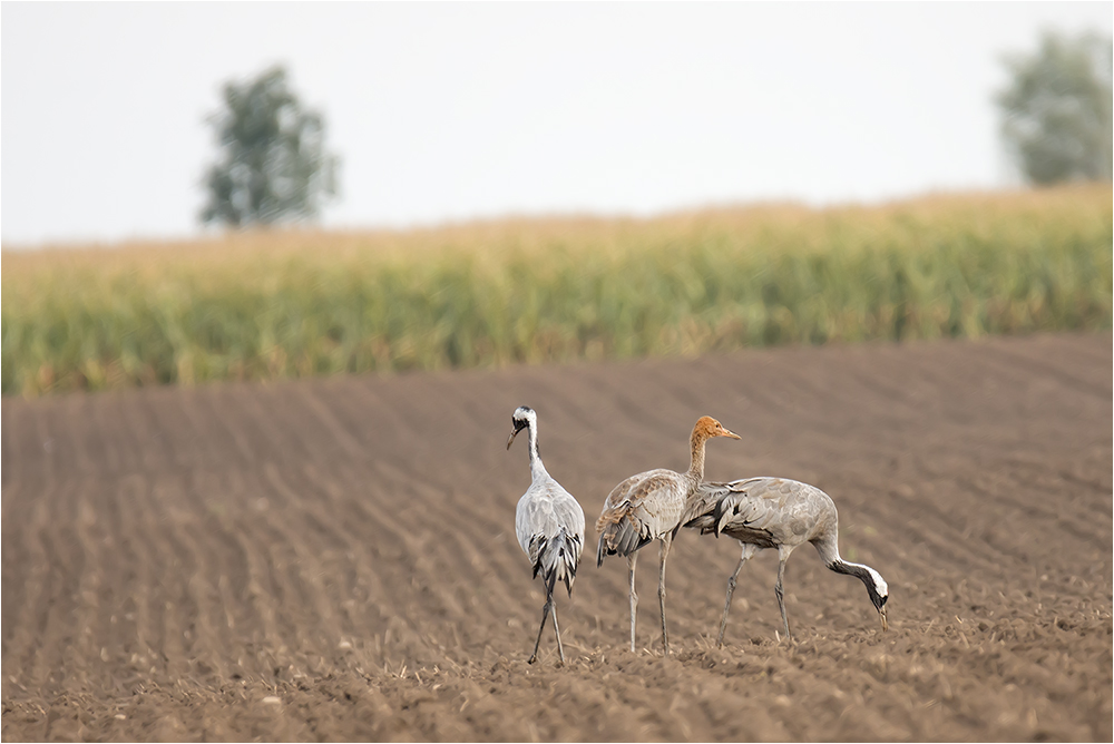 Familie Kranich beim Frühstück