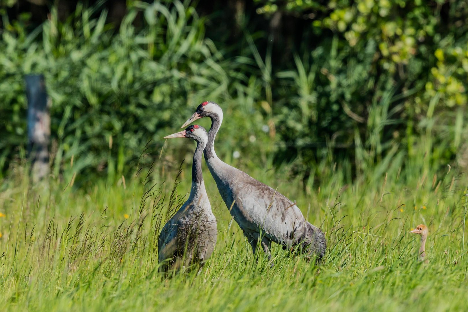 Familie Kranich