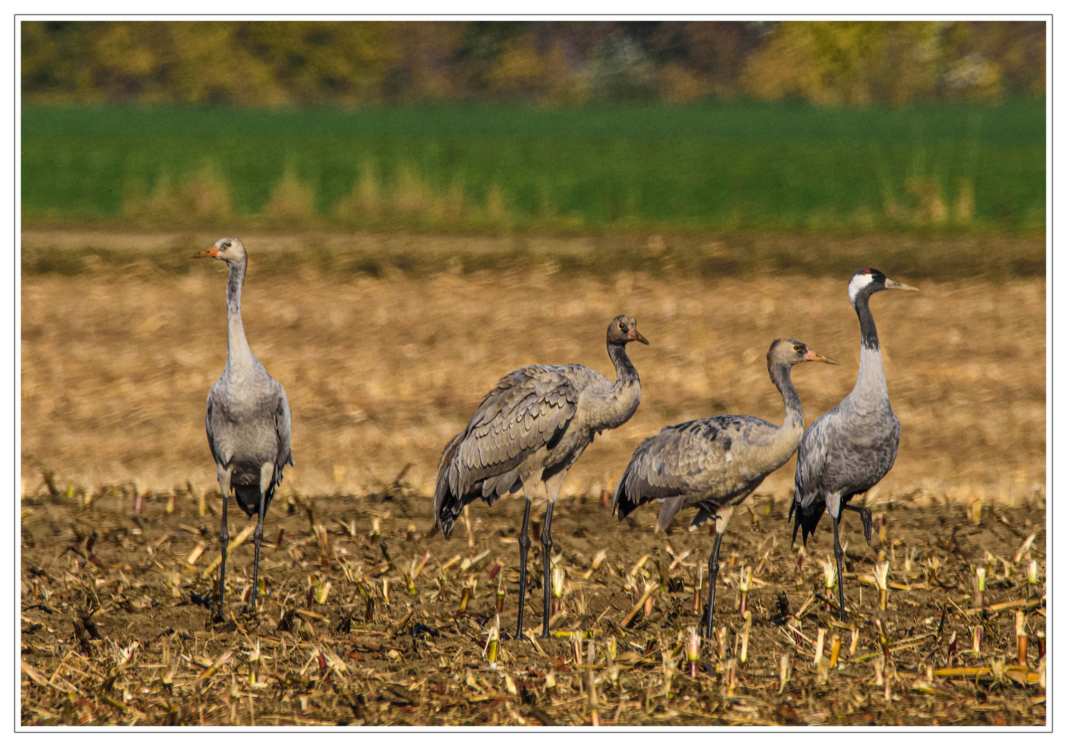 Familie Kranich