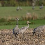 familie kranich....