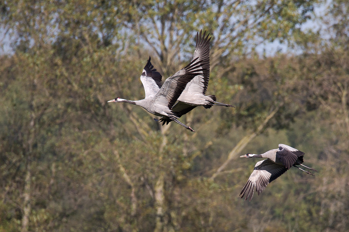 Familie Kranich macht den Abflug