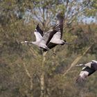 Familie Kranich macht den Abflug