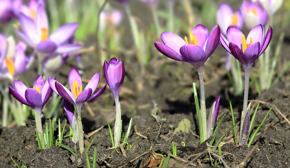 Familie Krokus