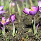 Familie Krokus