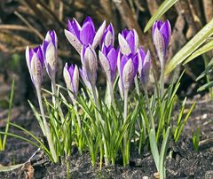 Familie Krokus