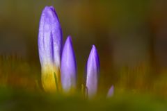 Familie Krokus.. Noch etwas verschlossen.. 